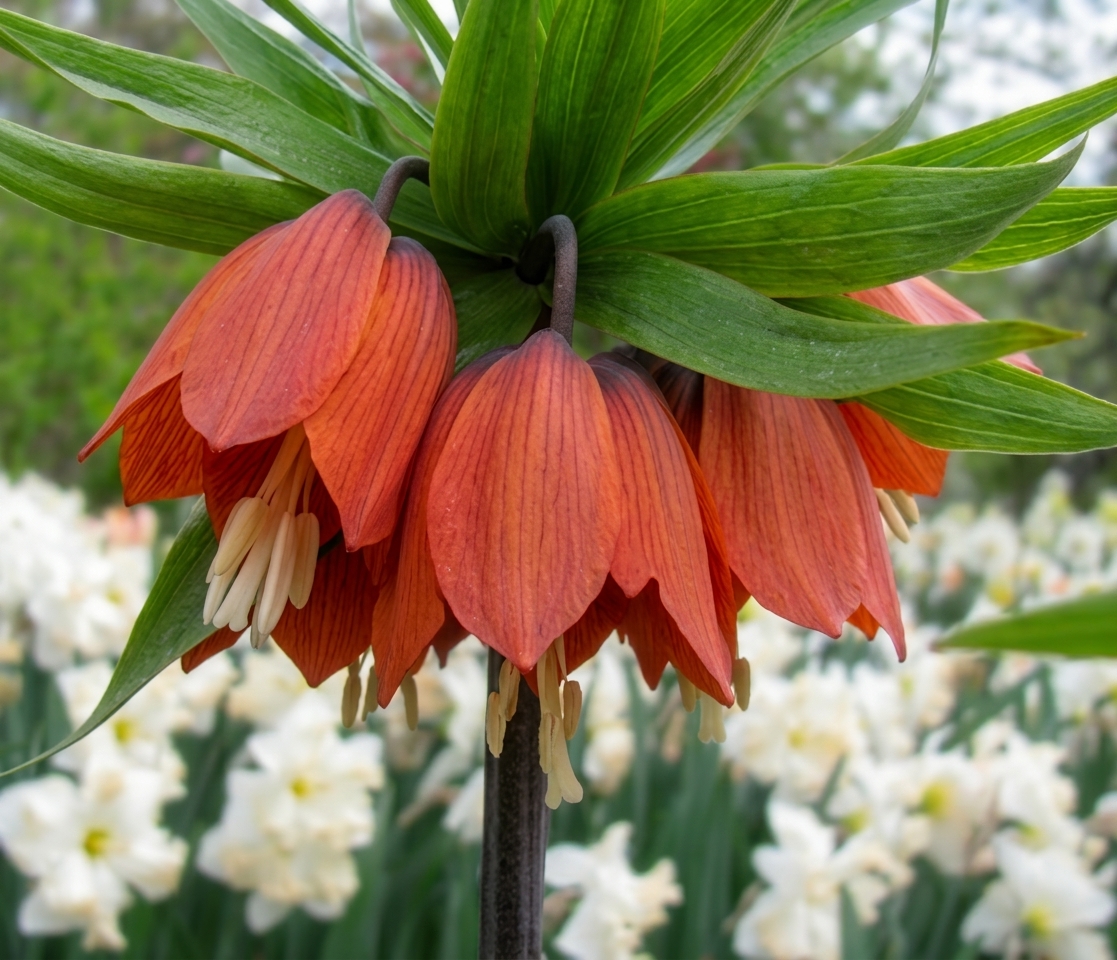 Fritillaria imperialis 'Rubra Maxima' 